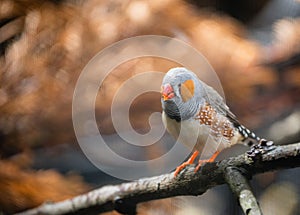Close-up of an Australian zebra finch (Taeniopygia castanotis) resting on a tree branch photo