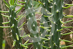 Close up on Austrocylindropuntia subulata