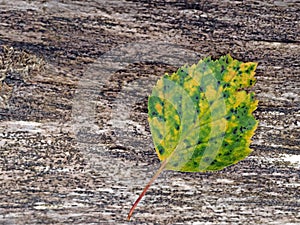 Close-up of autumn colored birch leaf on wood