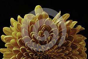 close-up of a autumn colored chrysanthemum