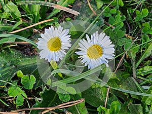 close-up of Autumn daisy or daisy (Bellis sylvestris)