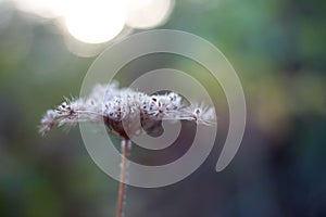 Close-up of an autumn dried flower of queen Annes Lace, Wild Carrot, Daucus carota on blurred forest background, selective focus