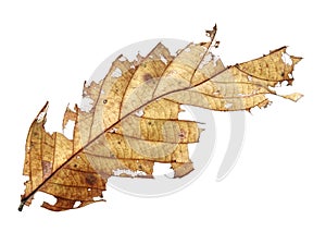 Close up of autumn dried leaf, Sear brown foliage, Macro view on texture wilted autumn leaves isolated on white background