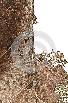 Close up of autumn dried leaf, Sear brown foliage, Macro view on texture wilted autumn leaves isolated on white background