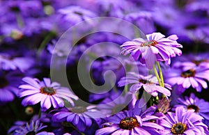 A close up of Autumn Flowers.