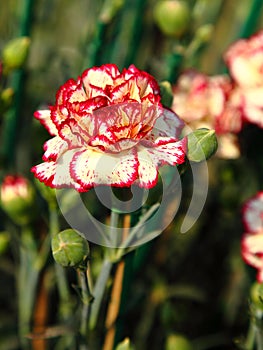 A close up of Autumn Flowers