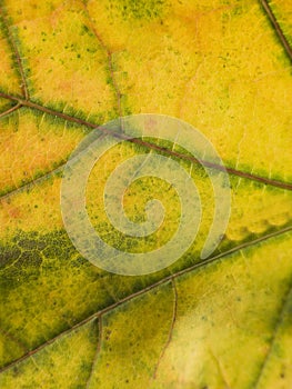 Close up on a autumn leaf