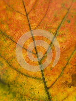 Close up on a autumn leaf
