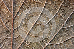 Close up of an autumn leaf.