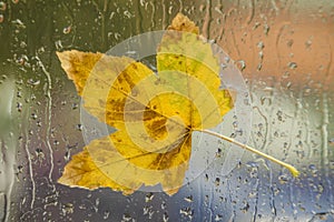 Close-up autumn leaf for background