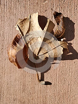 Close up Autumn leaf with brown background