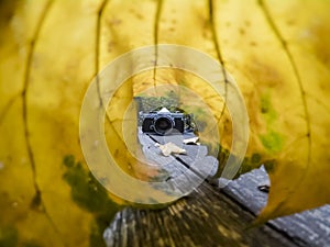 Close up autumn leaf with camera in the background