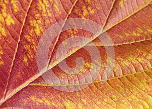Close-up autumn leaf