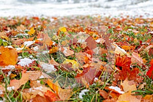 Close up autumn leaf with snow in the forest