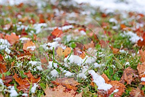 Close up autumn leaf with snow in the forest