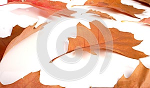 Close-up of autumn leaf - studo shot photo