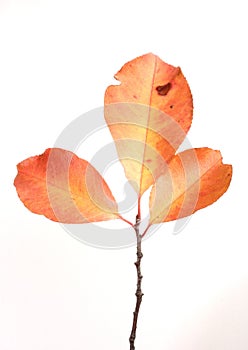 Close-up of autumn leaf - studo shot photo