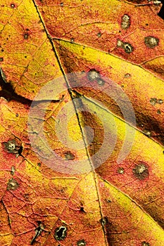 Close up of autumn leaf