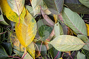 Close-up of autumn leaves