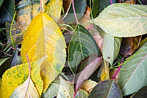 Close-up of autumn leaves