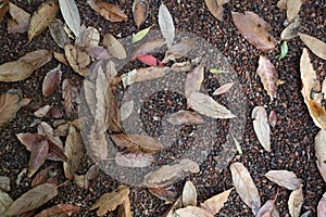 Close up of autumn leaves on the ground.