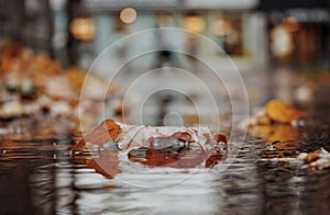 close-up of autumn leaves on wet street