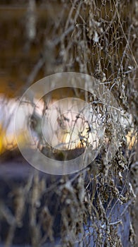 Close-up of autumn leaves and wired mesh fence