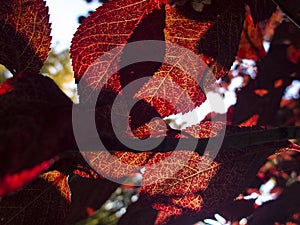 Close up ... autumn sun passes through red leaves