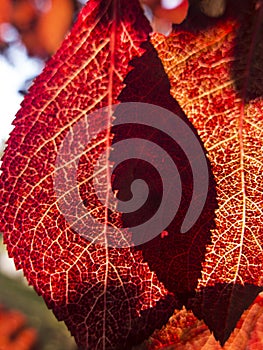 Close up ... autumn sun passes through red leaves