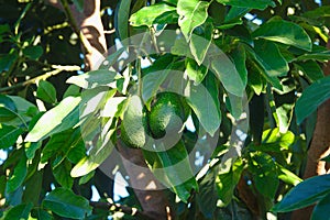 Close-up of an avocado with fruits on the branches