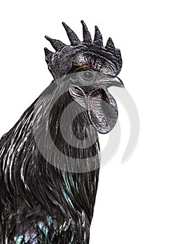 Close-up on a Ayam Cemani rooster chicken, isolated on white