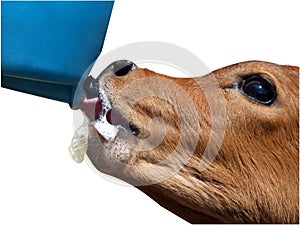 Close up of an Ayrshire Calf feeding photo