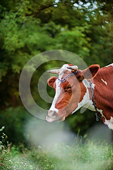 Close-up of an Ayrshire dairy cow grazing in the meadow of a large dairy farm