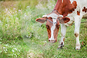 Close-up of an Ayrshire dairy cow grazing in the meadow of a large dairy farm