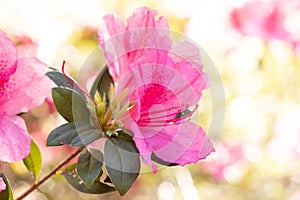 Close Up Azalea Flower In Bloom In Garden