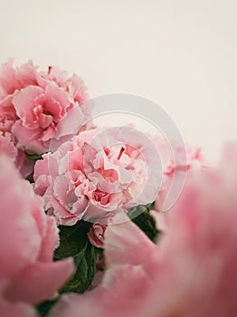 Close up Azalea flowers. Beautiful coral pink Azalia blossoms