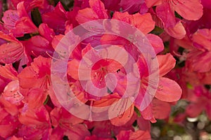 Close Up Azalea Flowers In Bloom