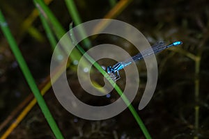 Close up of an azure bluet dragonfly holding to a slender plant against a blurred natural background