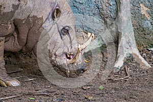 Close-up of Babirusa Wild Boar Fore-body Covered in Mud in Singapore Zoo