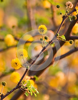 Close up of a Babool or Acacia nilotica flower blooms in the garden