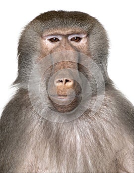 Close-up on a Baboon's head - Simia hamadryas photo