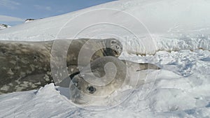 Close-up baby, adult seal on snow Antarctica land.