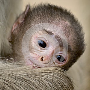 Close-up of baby black-faced gibbon in Ranthambore National Park photo