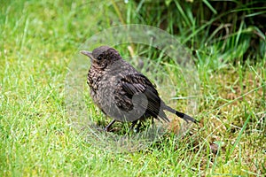 Close up of a baby blackbird