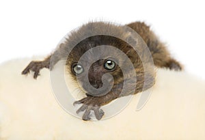 Close-up of baby Blue-eyed Black Lemur facing 20 days old