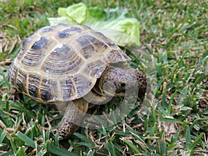 Close up baby box turtle on the green grass in the sunny light