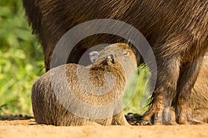 Close-up of Baby Capybara Nursing