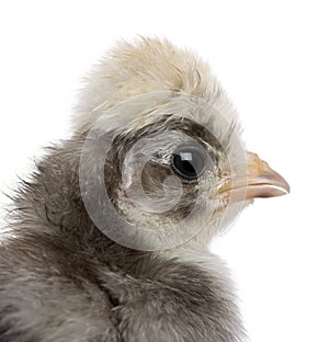 Close-up of baby chick