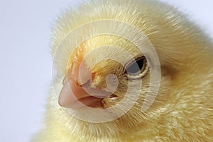 Close-up baby chicken head