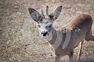 Close-up of baby deer head on rural countryside farm ranch